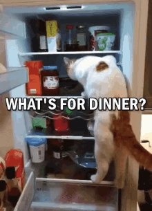 azham hasan recommends whats for dinner gif pic