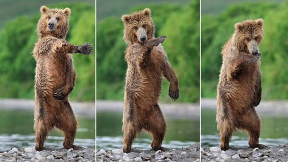 clay cottrell recommends new dancing bear videos pic