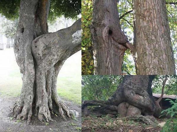 Best of Fucked by a tree