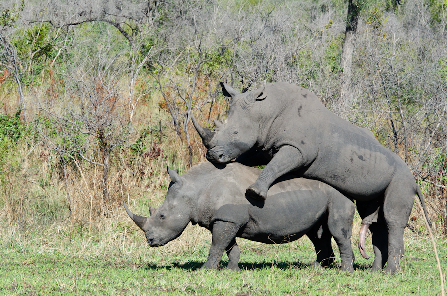 amanda ragan recommends elephant and rhino mating pic
