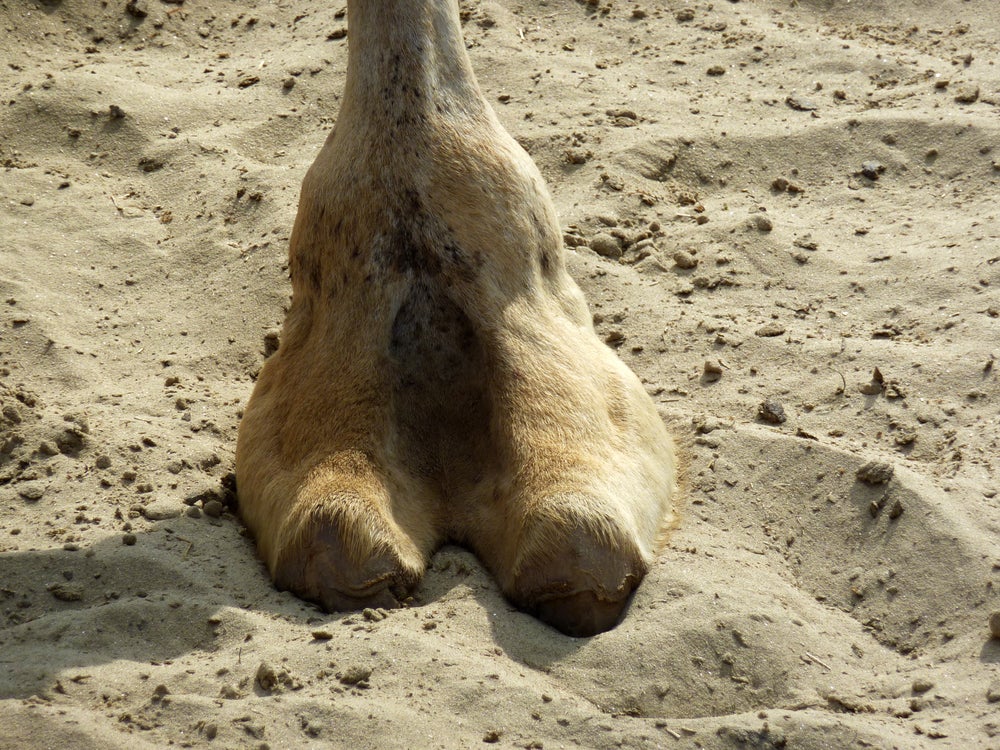 show me a picture of a camel toe