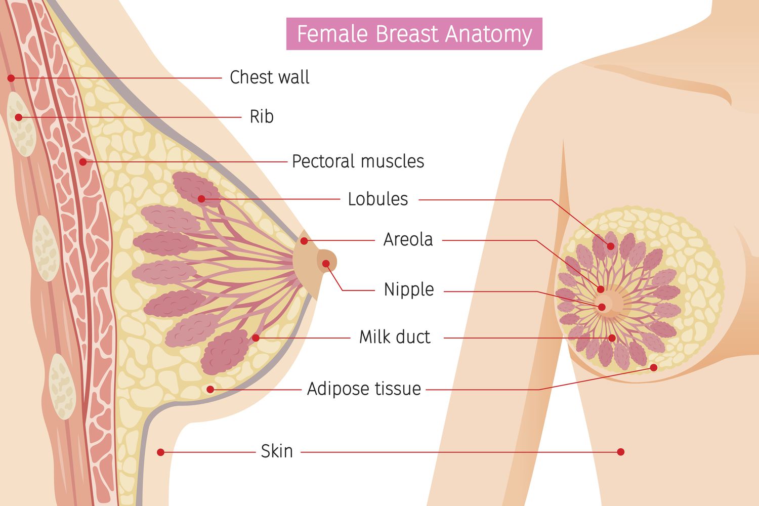 anne rowlands recommends how many holes does a woman have diagram pic