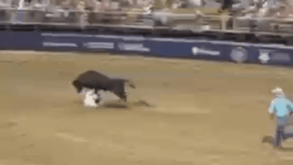 angela blume recommends bull riding gif funny pic