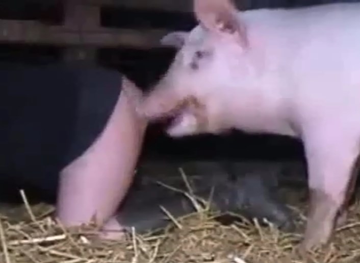 gilr and pig sex