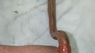 caleb dotzler add worm in penis porn photo