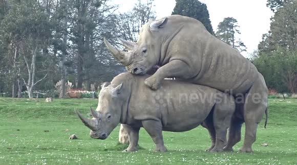 curtis pitt share elephant and rhino mating photos