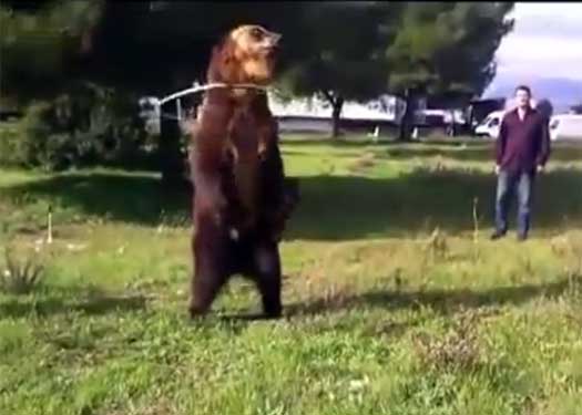charles vollmer recommends new dancing bear videos pic