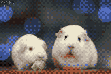 chad bosse recommends guinea pig gif pic