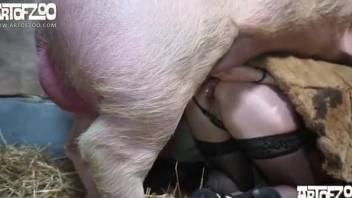 Best of Amateur female fuck pigs