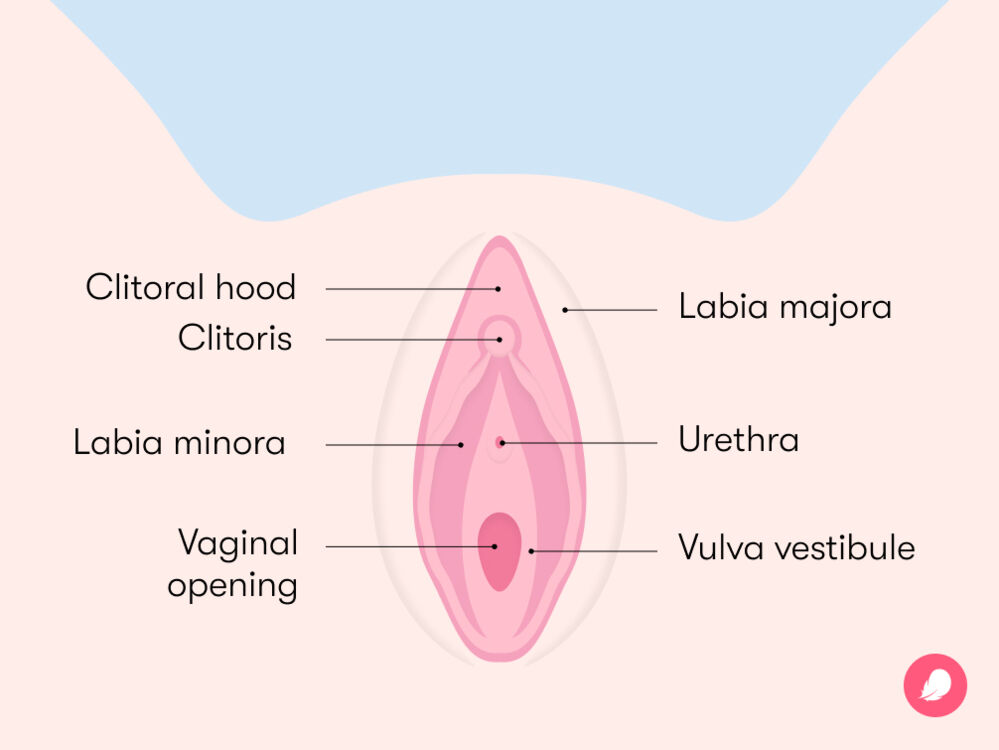 andrell smith share how many holes does a woman have diagram photos