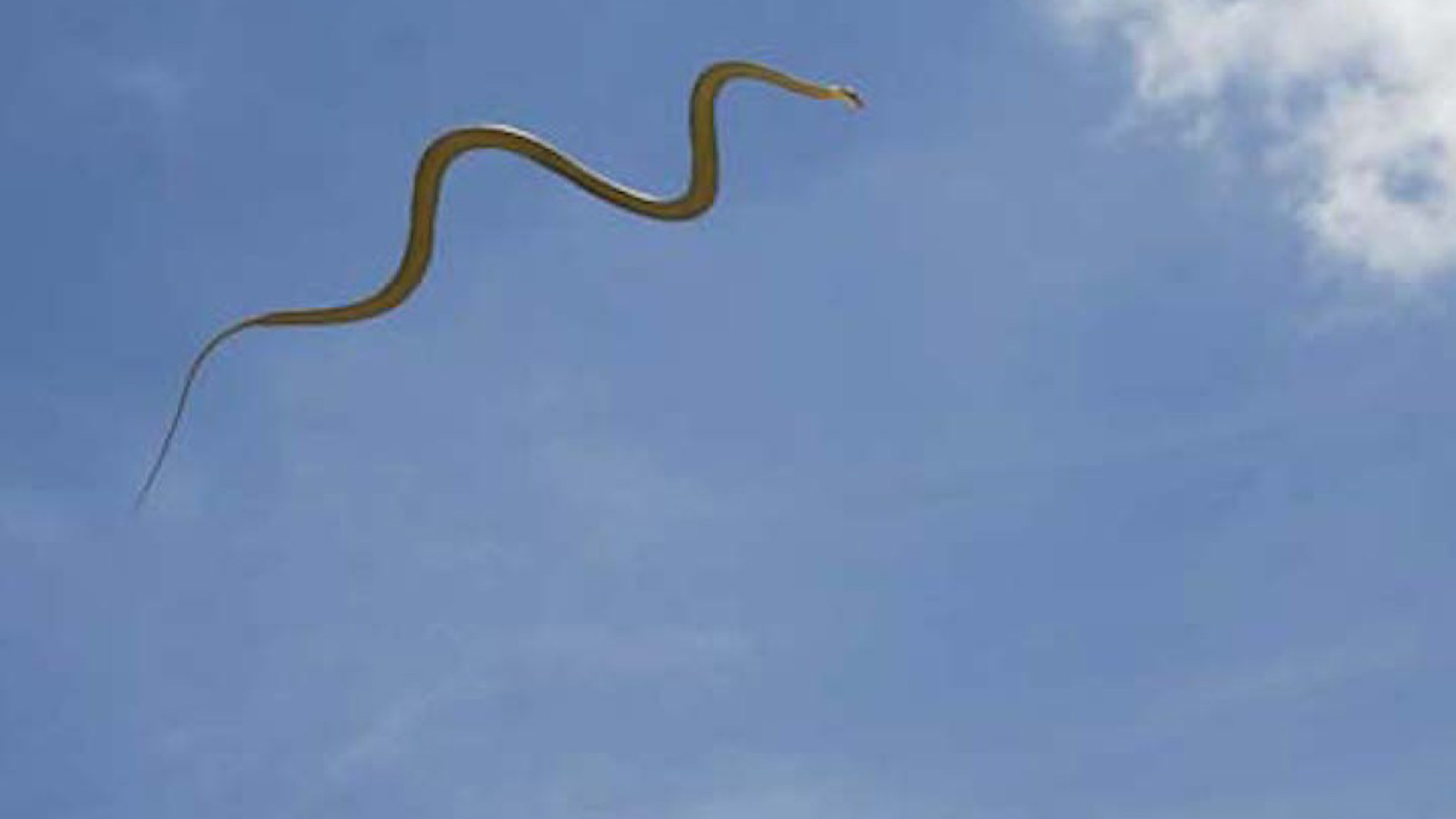 brian fennelly recommends flying sex snakes pic