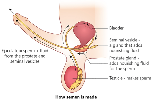 how to shot cum