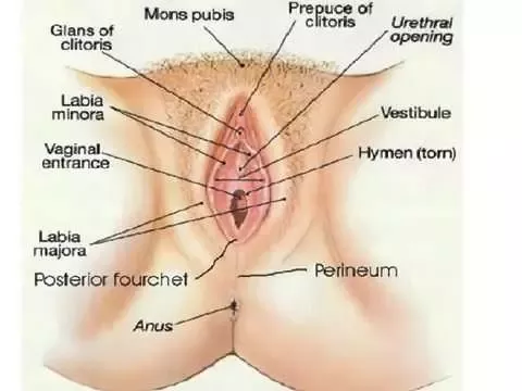 christine arvin recommends penis insertion in vagina pic