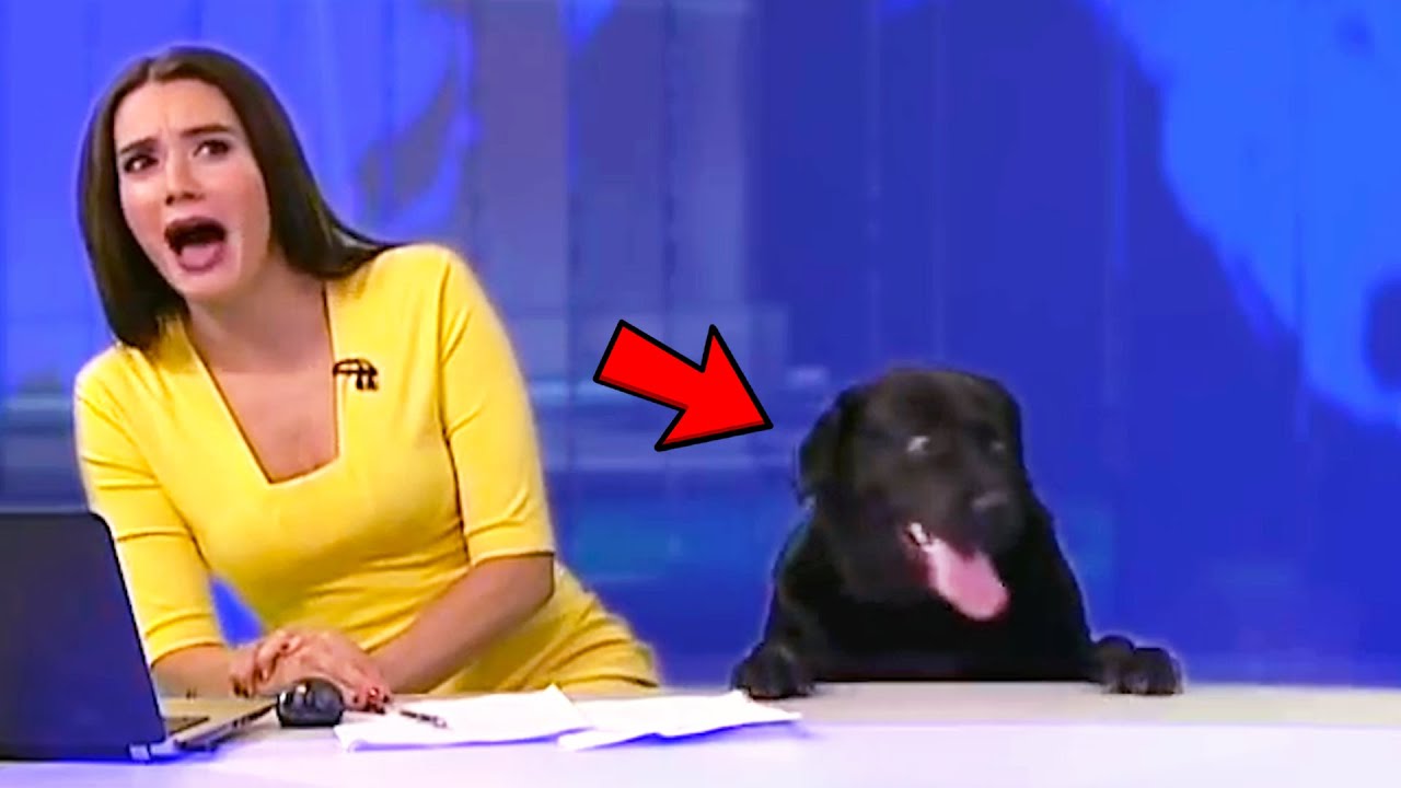 News Anchor Bloopers 2020 lesbian footsie