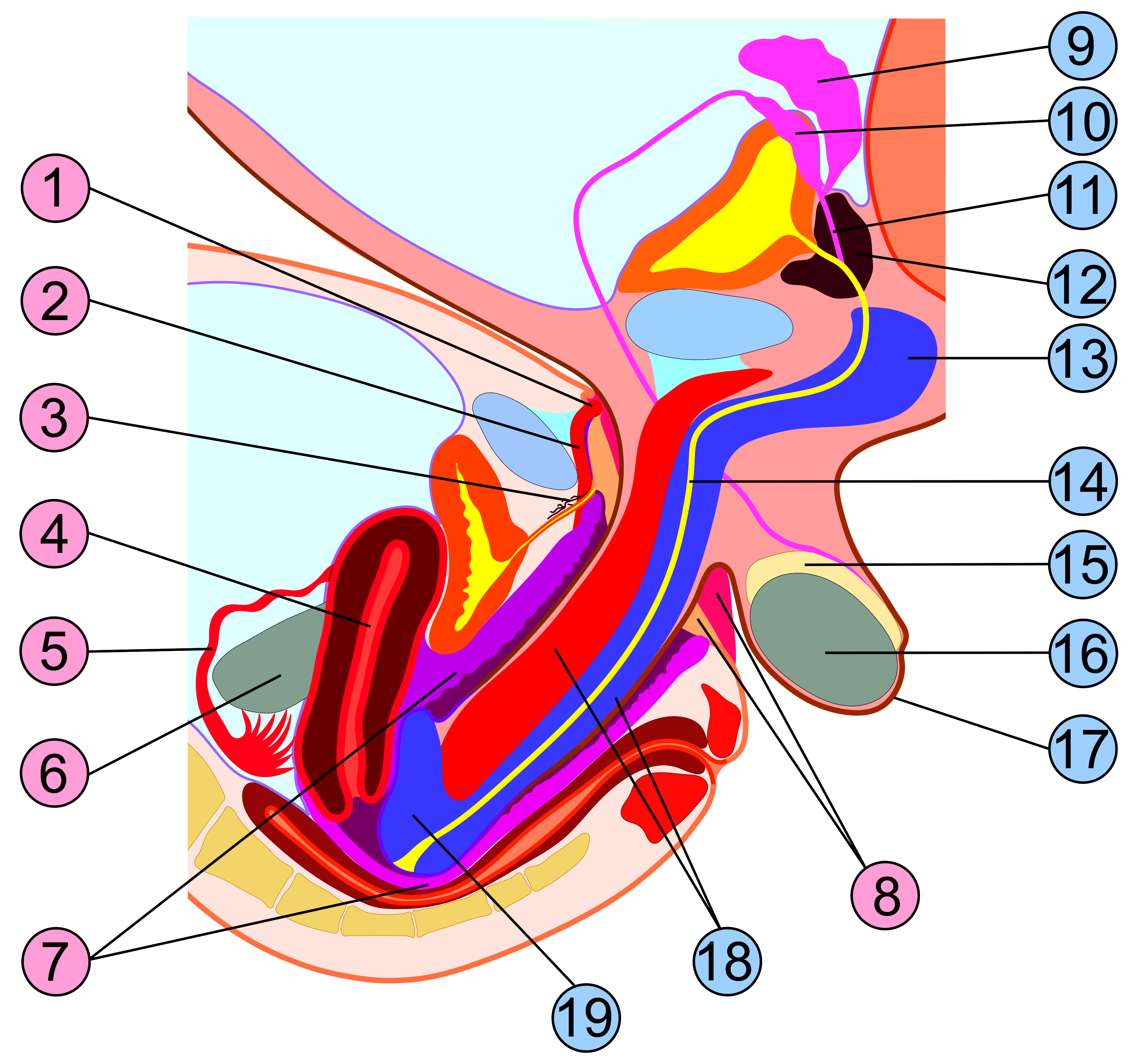 Best of Intercourse process with pictures