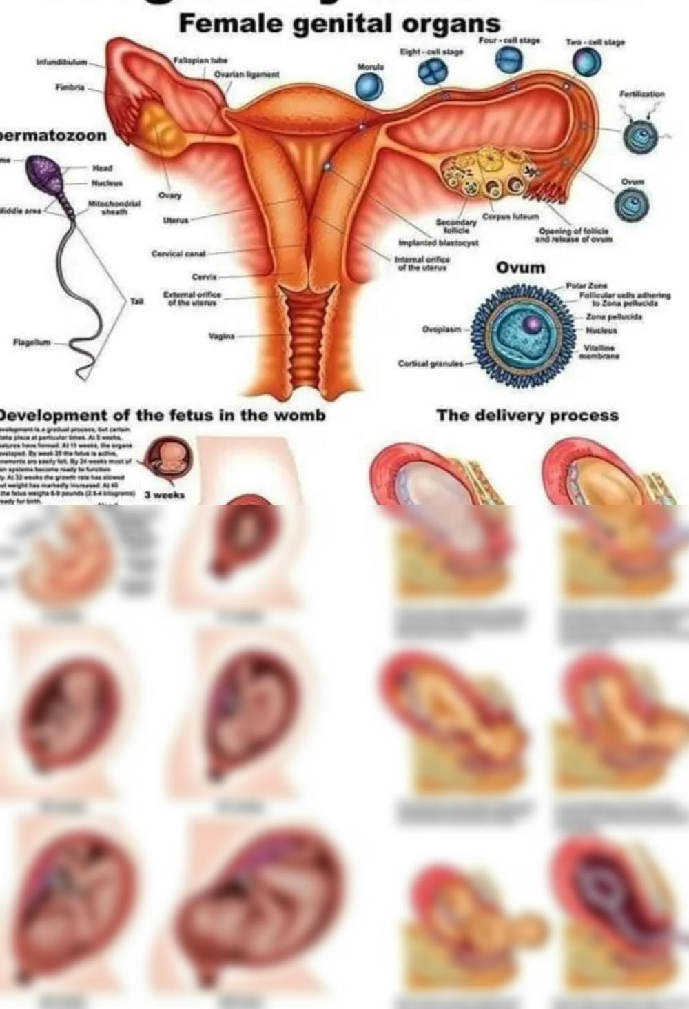 bryan solomons share intercourse process with pictures photos