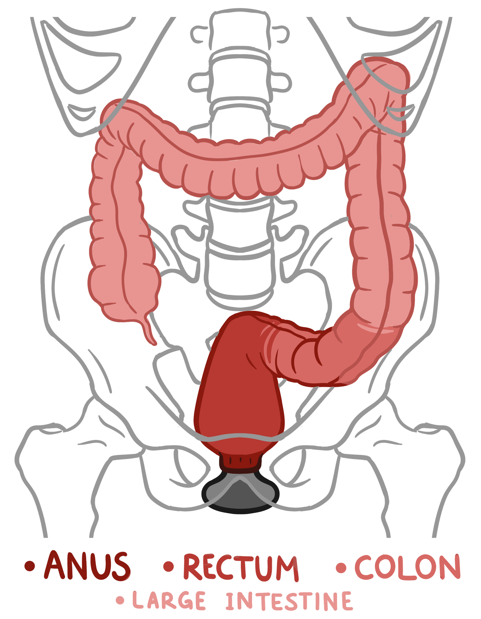 alexandre moreteau recommends How To Train Yourself For Anal