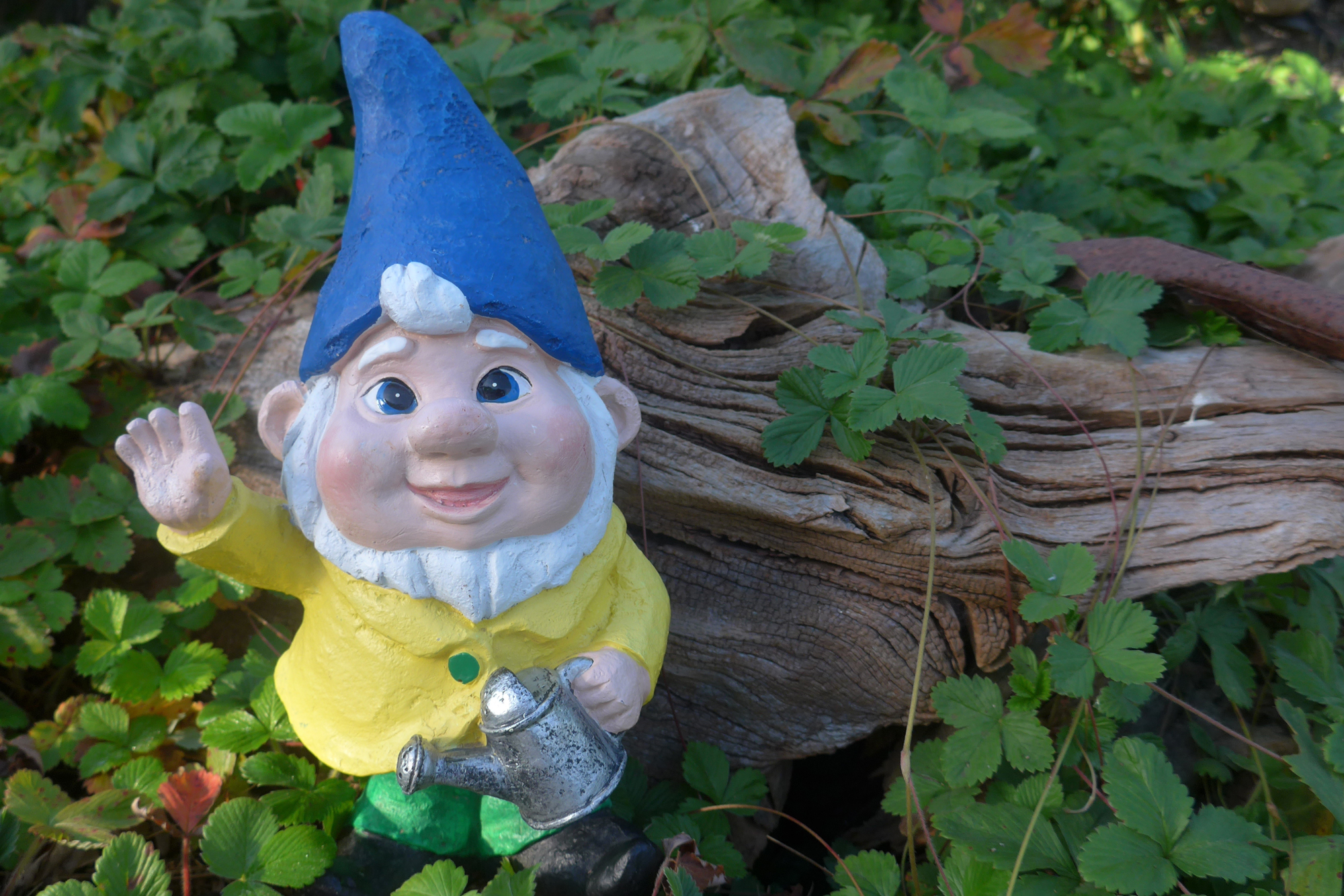 andrew sowers recommends gnome in front yard swinger pic
