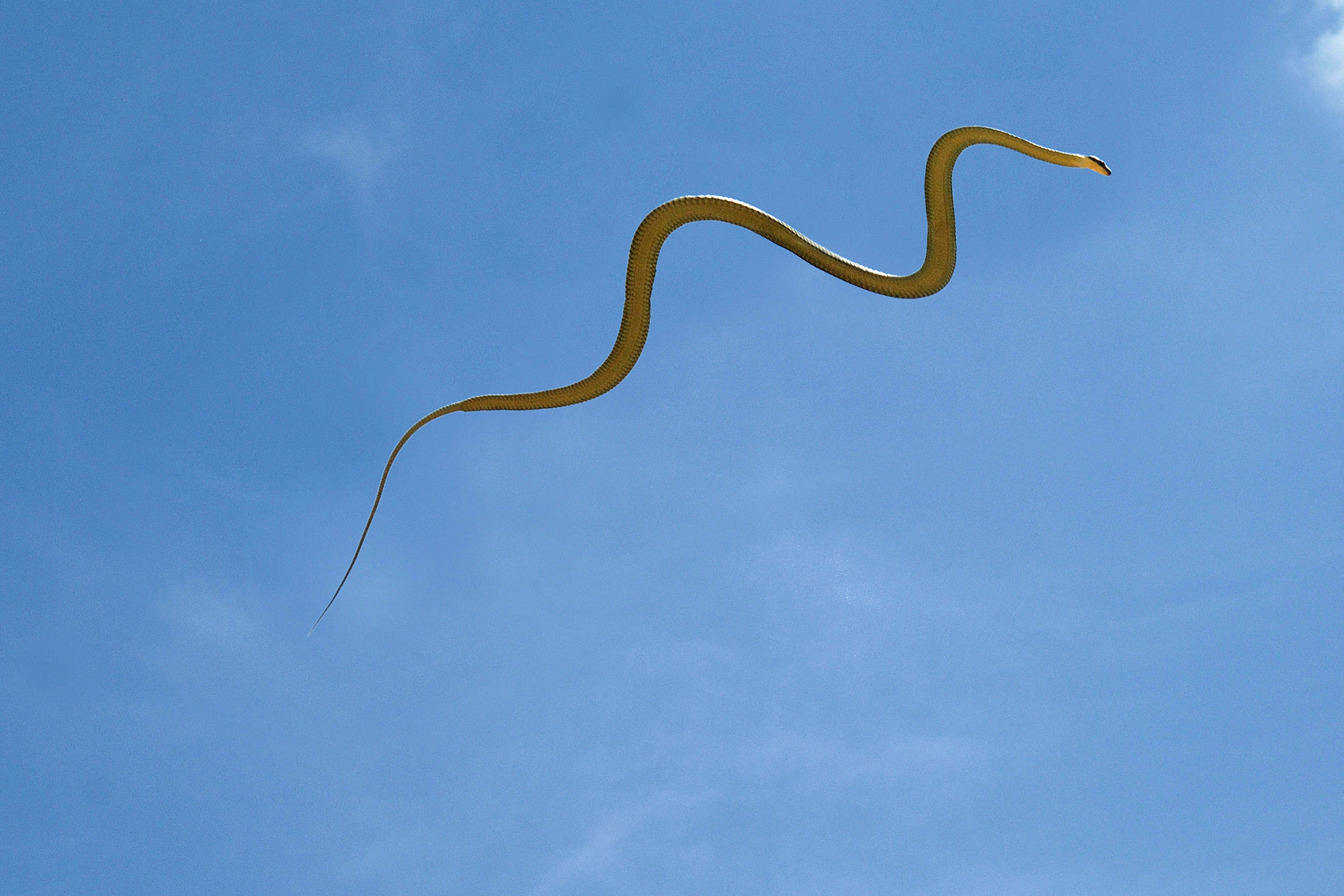 christine ratcliffe recommends flying sex snakes pic