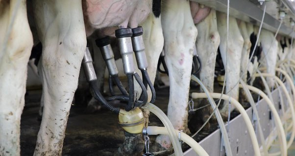 amal baalbaki recommends Cow Milking Machine Sex