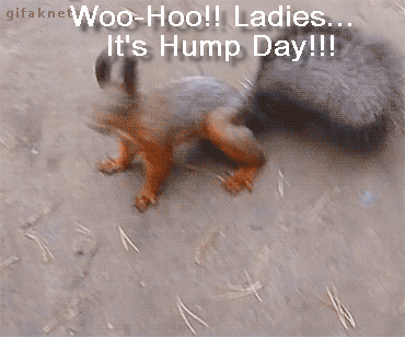 deejay plunder recommends Hump Day Gif Dirty
