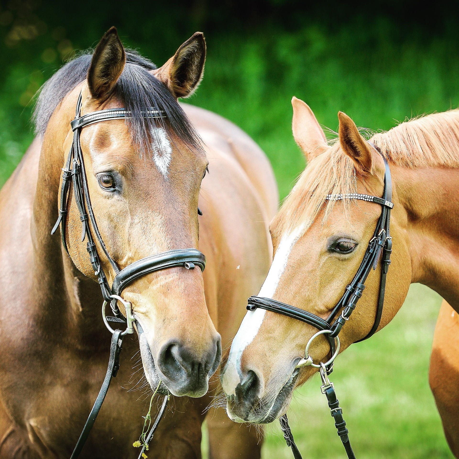 chloe albert recommends sexo caballos y yeguas pic