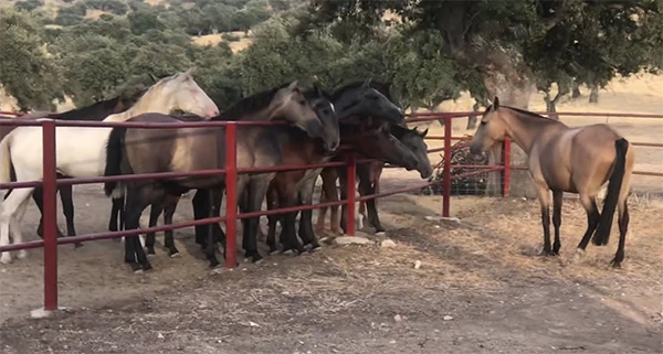 sexo caballos y yeguas