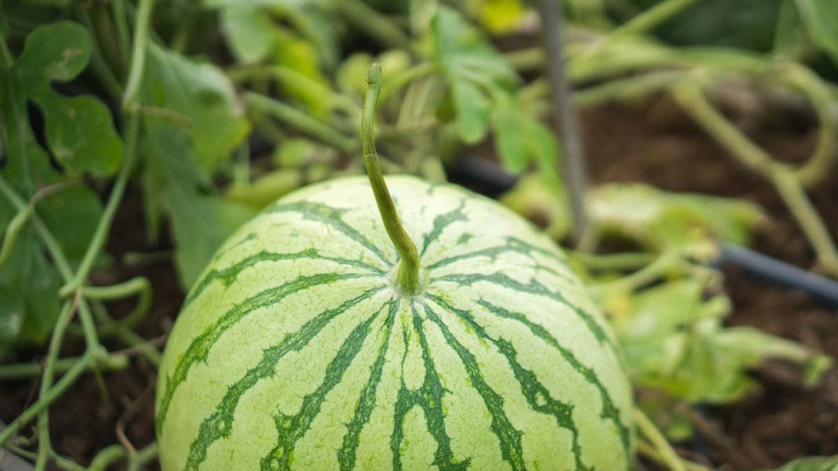 Young Ripe Melons 2 roth porn