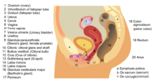 danny hess recommends Anal Masterbation For Guys