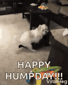 ben mcchristy recommends hump day gif dirty pic