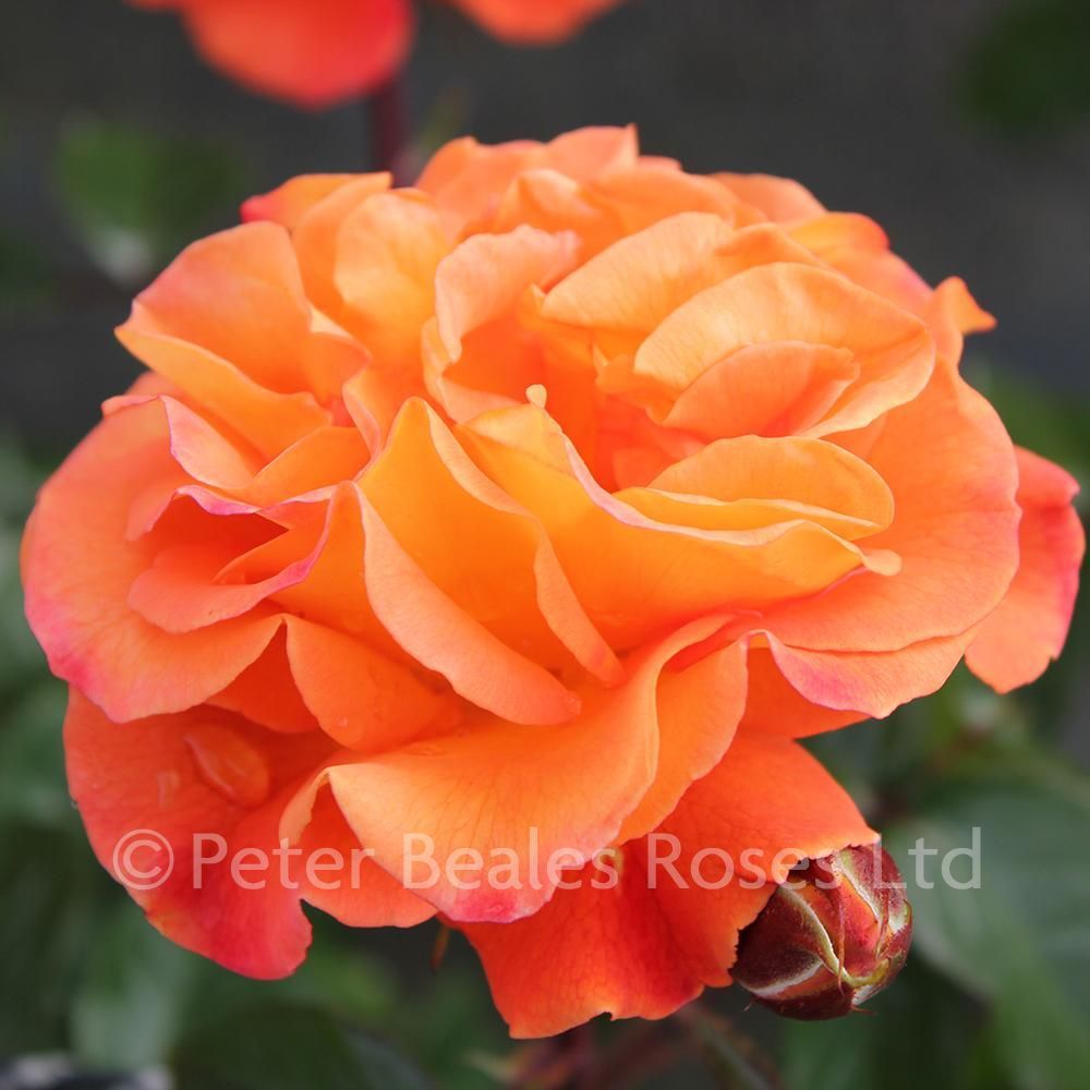 danielle ferreri recommends amber rose bush pictures pic