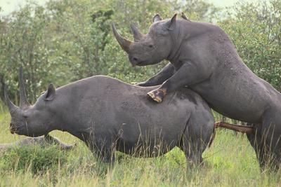 buffy buffalo recommends elephant and rhino mating pic