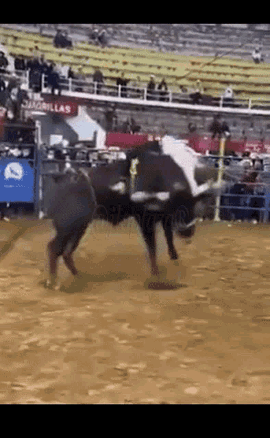 ben junkiez recommends bull riding gif funny pic