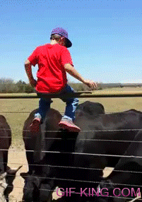 ahm masud recommends Bull Riding Gif Funny