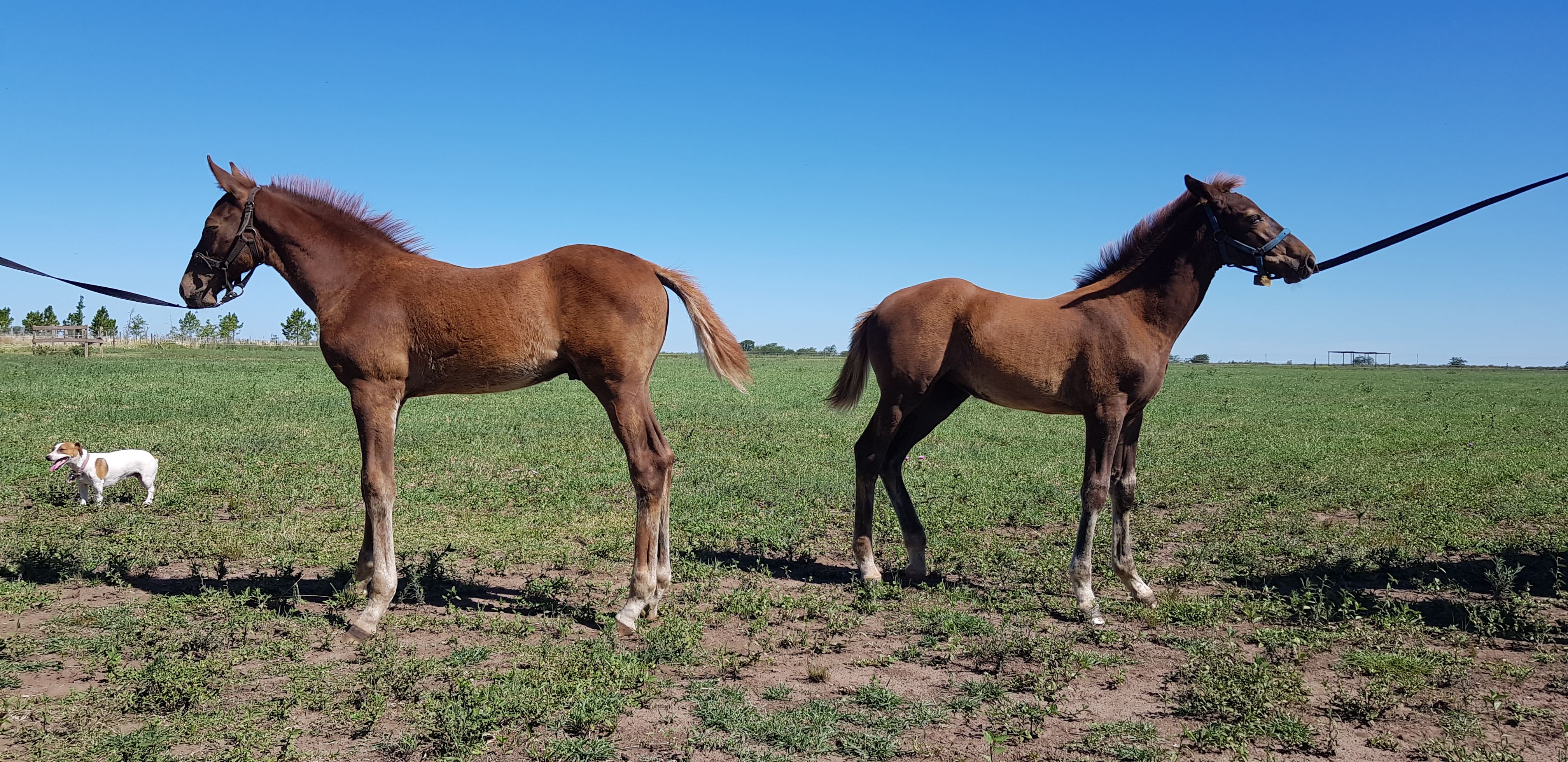 angela goodwin recommends sexo caballos y yeguas pic