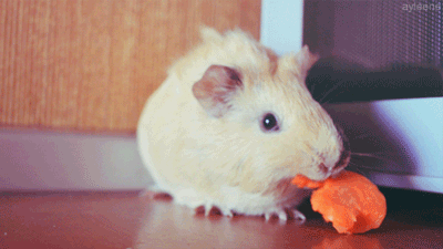 ani tedja recommends guinea pig gif pic