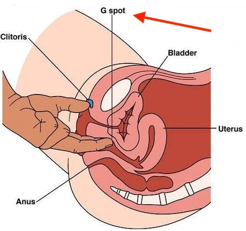 anne block add photo how many holes does a woman have diagram