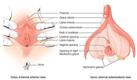 aspal esso add inserting penis into vagina photo