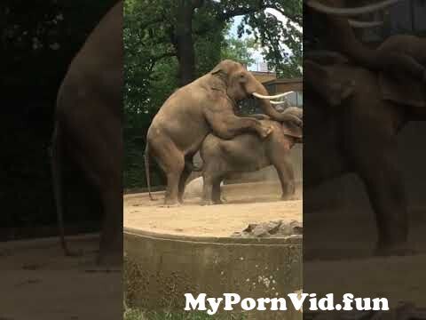 Fucked By An Elephant artsy fucksy