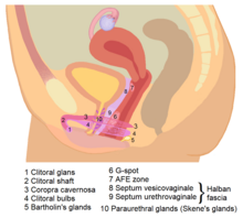 david mareno recommends penis insertion in vagina pic