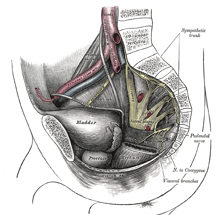 andrew issa recommends why is my penis small when flacid pic