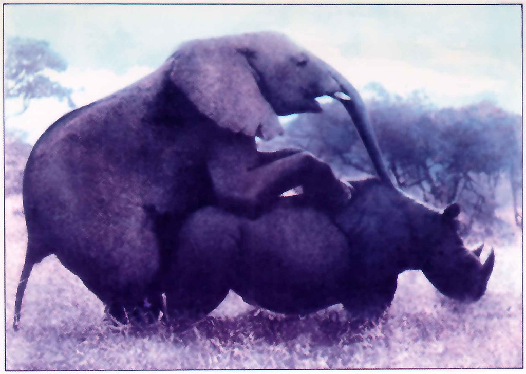 Elephant And Rhino Mating humps cock