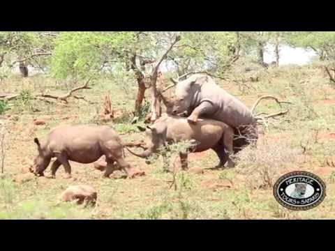 charlotte mcdermott add elephant and rhino mating photo