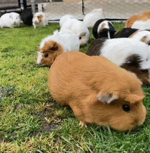 dorcas green share guinea pig gif photos