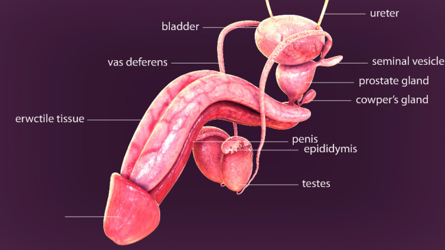 don claiborne recommends why is my penis small when flacid pic