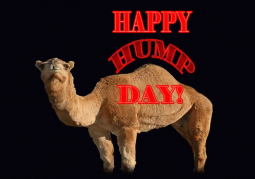 christopher caris recommends Good Morning Happy Hump Day Gif