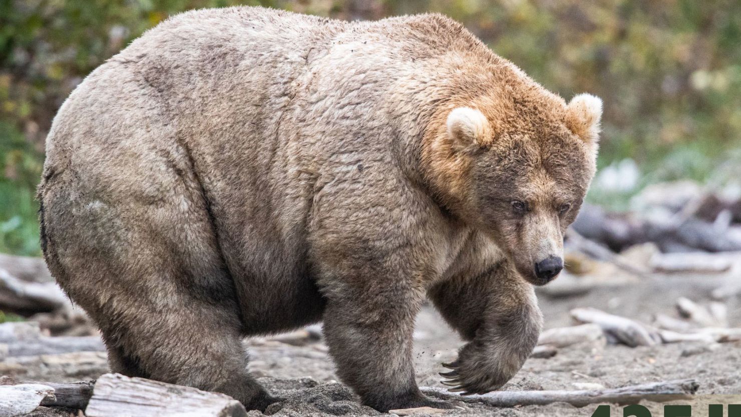 clint hedges add chubby bears tumbler photo