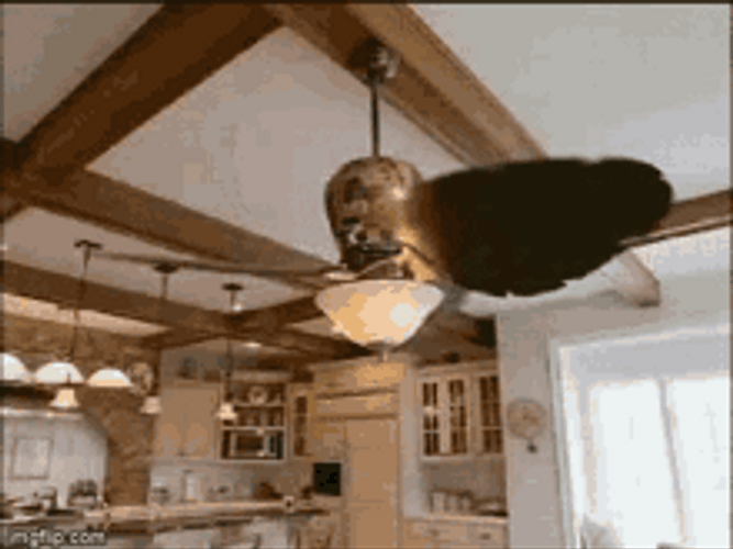 Best of Fidget spinner ceiling fan gif