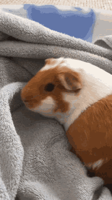 colton kruse recommends Guinea Pig Gif