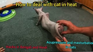 How To Masturbate A Female Cat pupper kte